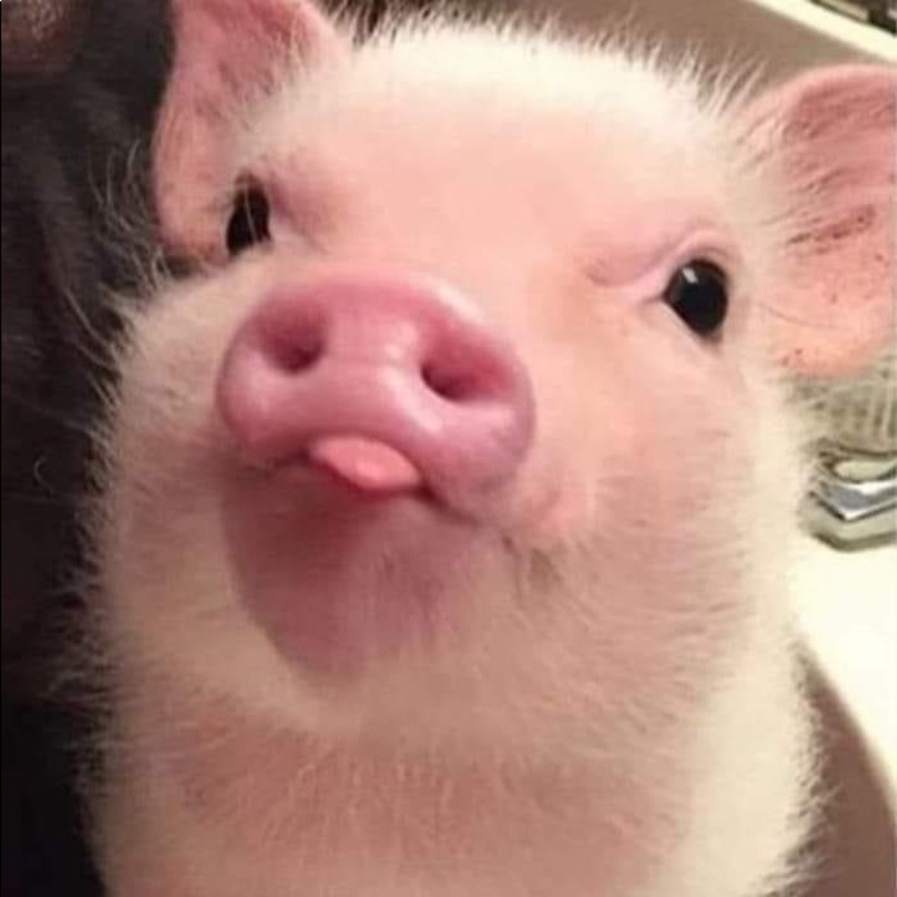 Meet your Posher, Pedro